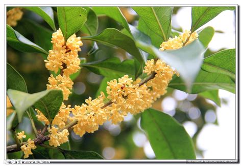 桂花樹|桂花 